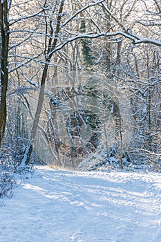 An idyllic midwinter scene in the Dutch forests in the rolling hills landscape in the south of Limburg