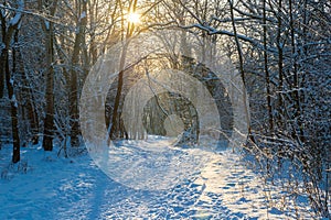 An idyllic midwinter scene in the Dutch forests in the rolling hills landscape in the south of Limburg