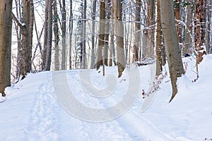 An idyllic midwinter scene in the Dutch forests in the rolling hills landscape in the south of Limburg