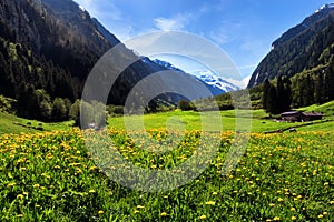 Idyllic mountain landscape in the Alps with yellow flowers and green meadows. Stilluptal, Austria, Tiro photo