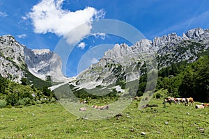 Idyllic mountain landscape with cows in the alps. Austria, Kaiser Mountains, Tirol