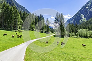 Idyllic mountain landscape with cows grazing in the Alps