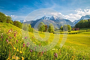 Idyllic mountain scenery in the Alps with blooming meadows in springtime