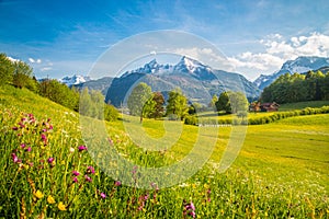 Idyllic mountain scenery in the Alps with blooming meadows in springtime