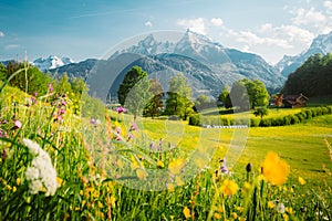 Idyllic mountain scenery in the Alps with blooming meadows in springtime