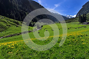 Idyllic mountain scenic with green meadows and grazing cows in Stilluptal Tirol Austria photo
