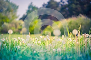 Idyllic nature landscape, spring dandelion meadow field with blue cloudy sky. Relaxing nature scenic