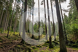 an idyllic needle forest in germany