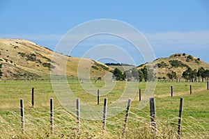 Idyllic New Zealand meadow landscape