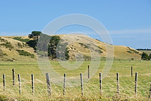 Idyllic New Zealand pasture