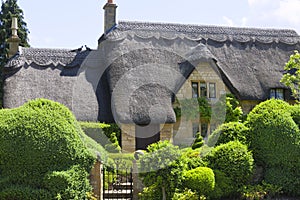 Idyllic old english cottage with green topiary garden
