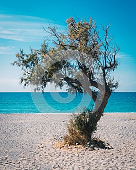 Idyllic olive tree on the island of Crete in Greece, Europe