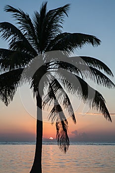 Idyllic Palm Tree in Tropical Scenery