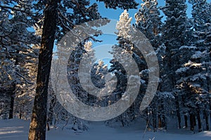 Idyllic panoramic cold winter view in the arctics with lot of snow and blue sky.