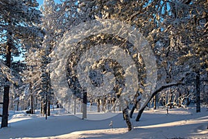 Idyllic panoramic cold winter view in the arctics with lot of snow and blue sky.