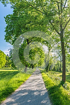 Idyllic path in a green park in spring