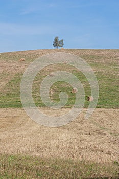 An idyllic photo of the hill after the harvest with a lonely tree on the top and bales of straw on the slope.