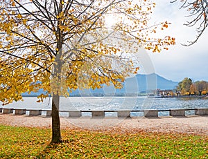 Idyllic promenade with golden lime tree at lakeside Mondsee view to shipping pier