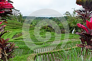 Idyllic Rice Field Terrace Landscape framing with Maroon Leaves