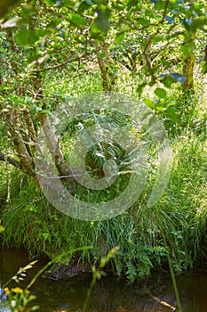 Idyllic river landscape with greenery. Mysteries forest. Green landscape