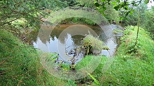 Idyllic river landscape with greenery. Mysteries forest. Green landscape