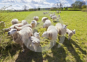 Idyllic rural farmland, Cotswolds UK