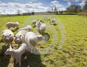 Idyllic rural farmland, Cotswolds UK