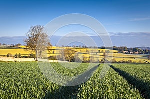 Idyllic rural landscape, Cotswolds UK