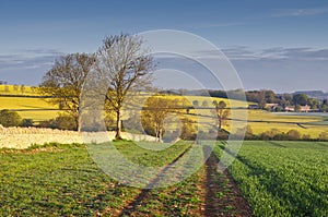 Idyllic rural landscape, Cotswolds UK