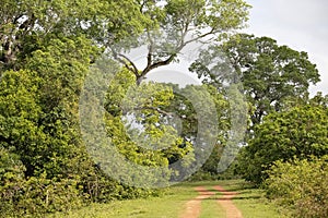 Idyllic rural road through forest in the Pantanal Wetlands, Mato Grosso, Brazil