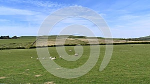 Idyllic rural scene of fields of sheep