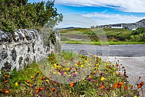 Idilliaco rurale scena vecchio calcolo parete colorato fiori un vecchio comune distanza 