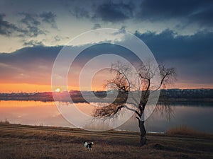 Idyllic rural scene, steppe landscape with a dog watching the sunset over the calm lake water, standing near a bare willow tree on