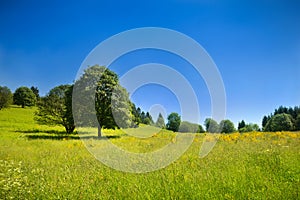 Idyllic rural scenery with green meadow and deep blue sky photo