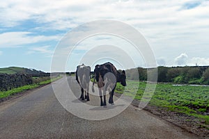 Idyllic scene of dairy cows walking down a road on Terceira Island, Azores.