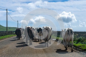 Idyllic scene of dairy cows walking down a road on Terceira Island, Azores.