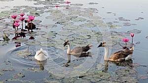 Idyllic scene of three feathered geese mingling with lotuses on a pond