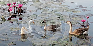 Idyllic scene of three feathered geese mingling with lotuses on a pond