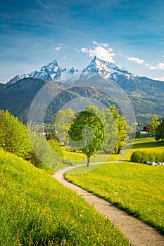 Idyllic scenery in the Alps with blooming meadows in springtime