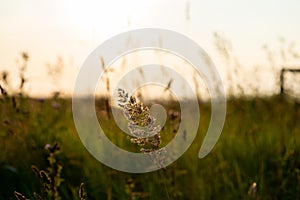 Idyllic scenery of herbs silhuette over dramatic sunset