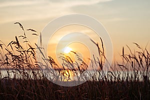 Idyllic scenery of herbs silhuette over dramatic sunset