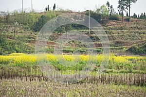 Idyllic scenery of riverside plain in spring