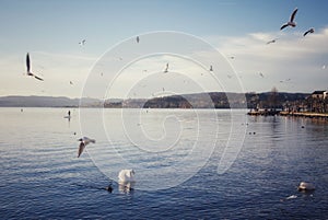 Idyllic scenery with water birds at the lake in Rapperswil Switzerland