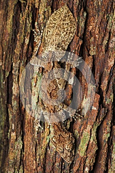 Idyllic shot of a lizard perched on a tree trunk, scanning its surroundings with its beady eyes