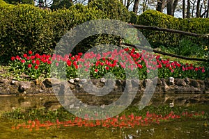 Idyllic spring landscape with red tulips near the lake