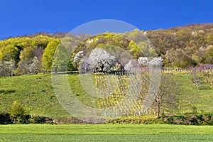 Idyllic springtime hill vineyard and nature