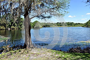 Idyllic Story Book Setting of Tree Overlooking a Lake near the University of Florida in Gainesville, Florida