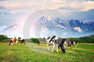 Idyllic summer landscape in the Alps with cow grazing on fresh green mountain pastures