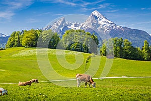 Idílico verano en Alpes una vaca pastos 