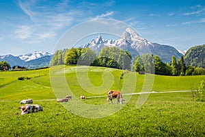 Idyllic summer landscape in the Alps with cows grazing